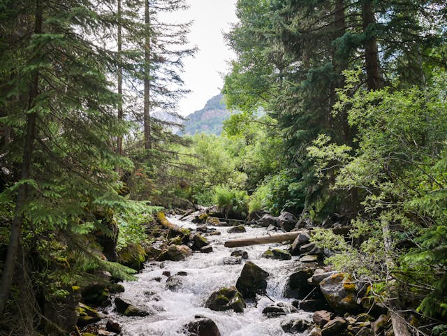 creek running through the woods